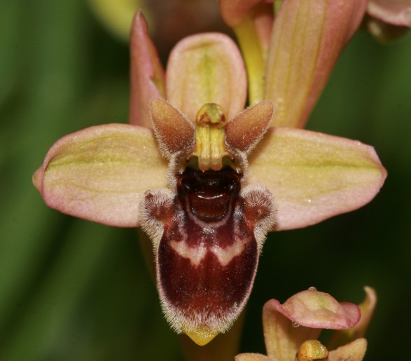 Ophrys sconosciuta dalla sardegna?